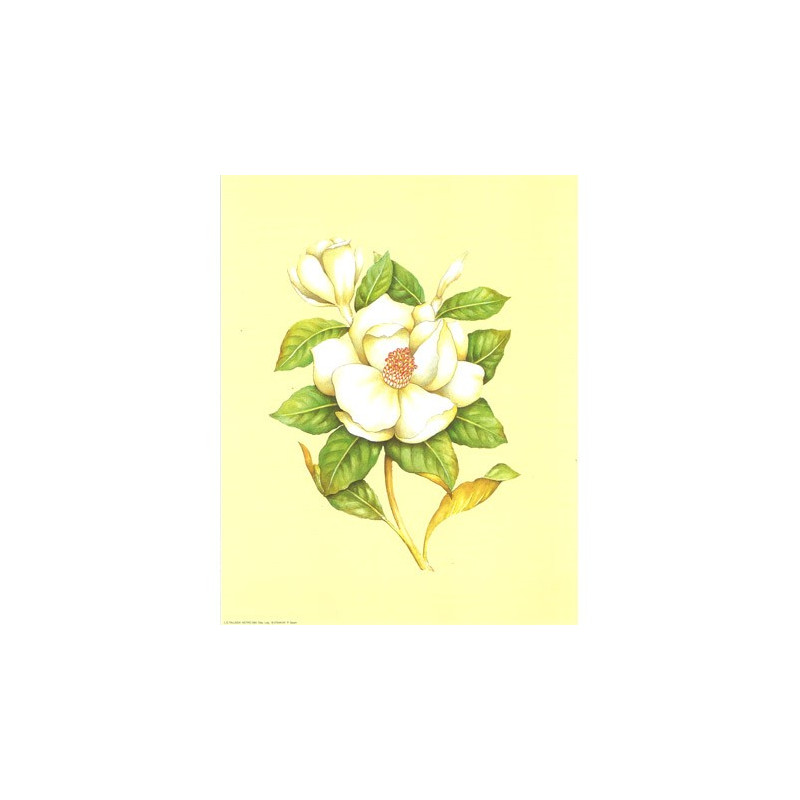 ASTRO 389 - 24X30 - Fleur blanche fond jaune