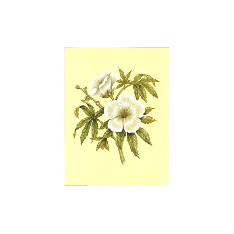 Image pour tableaux 3d ASTRO 581 - 24X30 - 2 Fleurs blanches   - Aux Bleuets Loisirs créatifs à Reims