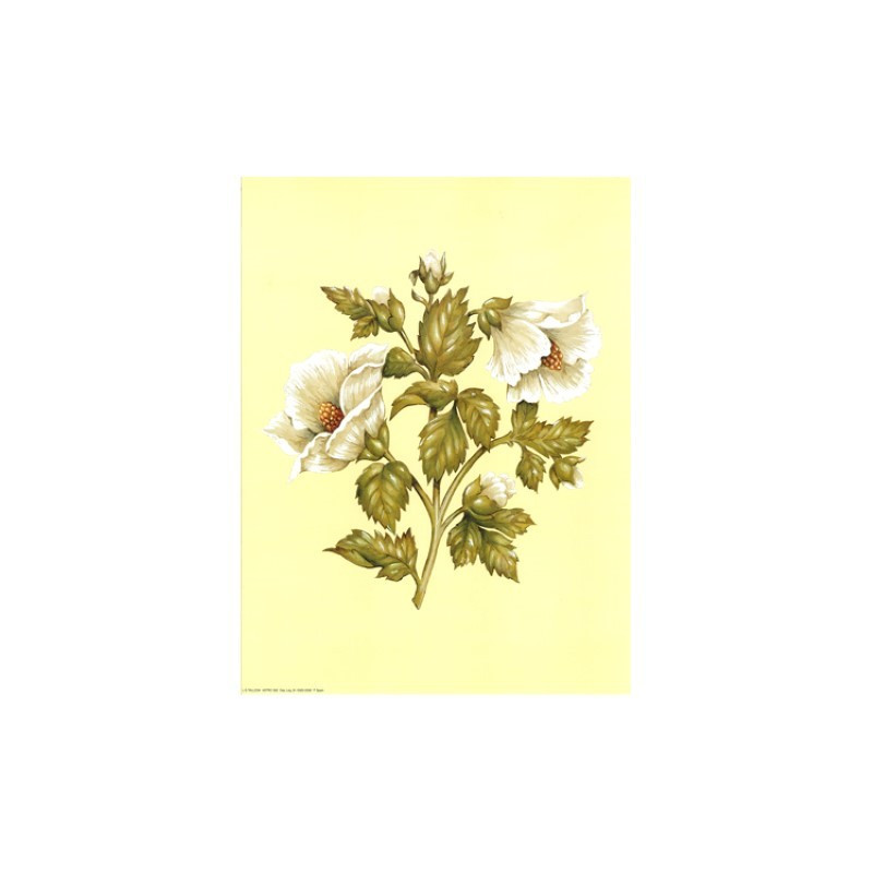 ASTRO 582 - 24X30 - 2 Fleurs blanches  