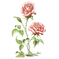 Image 3D - roses roses -...