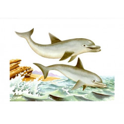 Image 3D - pa 56 - 24x30 - 2 dauphins