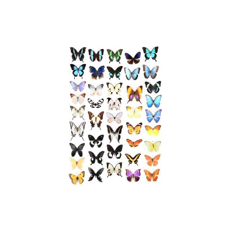 Image pour tableaux 3D - GK2430022 - 24x30 - Papillons -  Aux Bleuets Loisirs créatifs à Reims